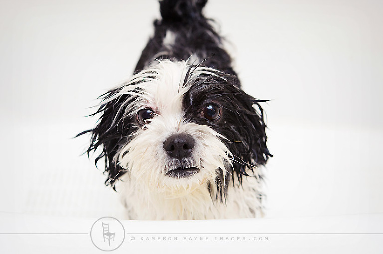 wet dog, bathtub, pet cleaning