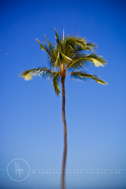 Kameron Bayne Images - Portrait of a Palm Tree, Hawaii
