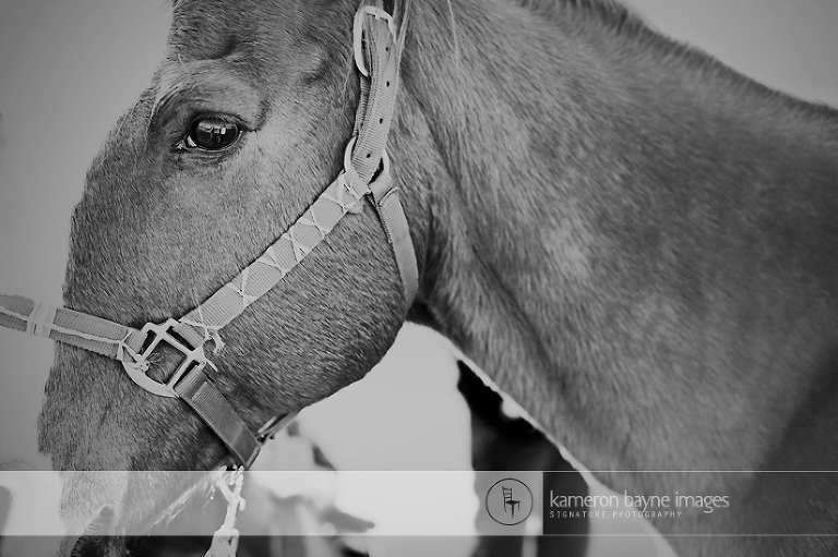 Kameron Bayne Images - Horse for Hospice Care