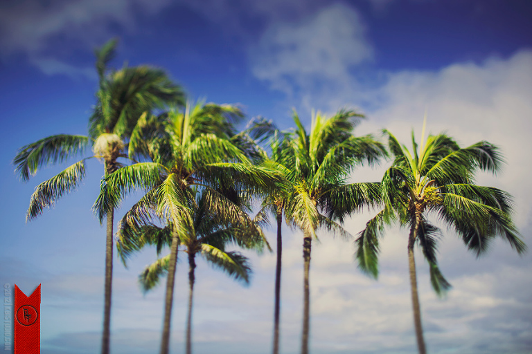 A group of palm trees from Waikiki beach in Hawaii.